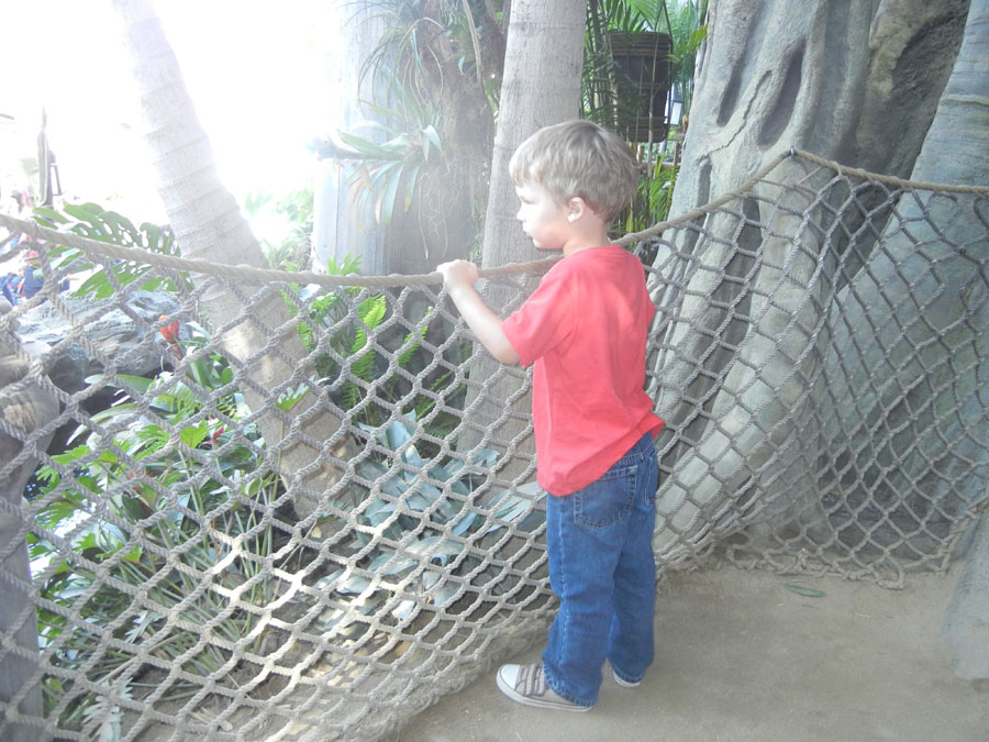 Disneyland Tarzan's Treehouse Picture